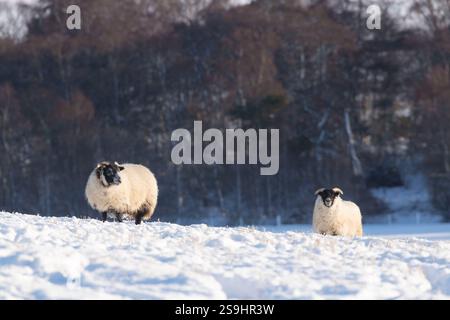 Due pecore Blackface alla ricerca di cibo nella neve in un paesaggio ventoso Foto Stock