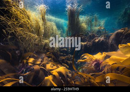 Varie alghe, tra cui alghe e alghe, che crescono in acque poco profonde al largo di Guernsey, Isole del Canale. Foto Stock