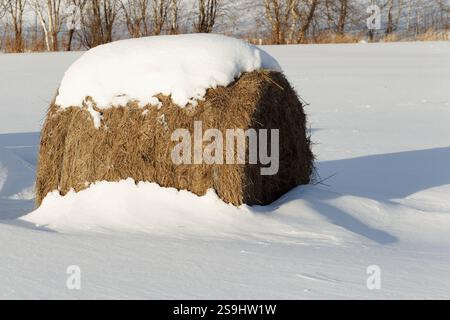 Balla rotonda di fieno ricoperta di neve Foto Stock