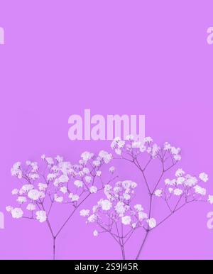 Piccoli fiori di Gypsophila bianchi su sfondo rosa con spazio di copia per testo o design. Buona festa della donna, matrimonio, festa della mamma, Pasqua, San Valentino da Foto Stock