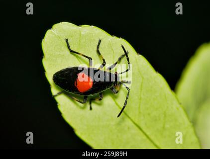 Insetto Largus succinctus, ninfa di insetti, con bordi orientali, sul controllo dei parassiti della natura delle foglie. Foto Stock