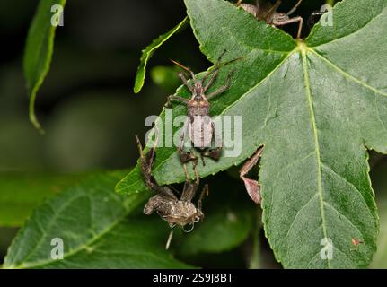 Insetto dalle zampe di foglie Coreidae che muta sulle foglie controllo dei parassiti naturali. Foto Stock