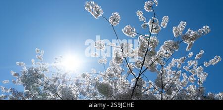 Fiore di ciliegio primaverile con sfondo blu cielo. Fiori di ciliegio bianchi in primavera. Foto ravvicinata del ramo bianco dei ciliegi in fiore. Bianco Foto Stock