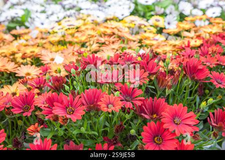 Dimorphotheca ecklonis conosciuta anche come Capo Marguerite. Piante esposte nei vassoi del vivaio Foto Stock