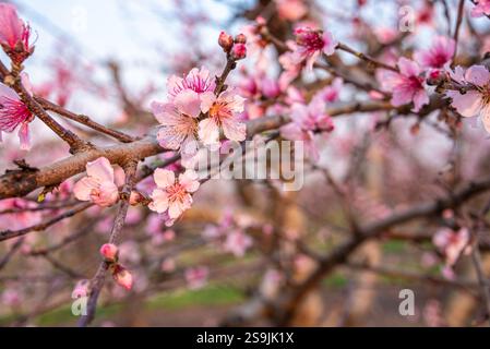Le pesche primaverili fioriscono in un frutteto di pesca nella contea di Peach, Georgia. (USA) Foto Stock