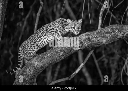 Ocelot cammina lentamente lungo un ramo di albero pendente nel Pantanal - bianco e nero Foto Stock