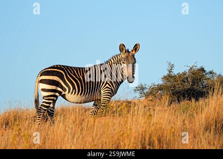 Una zebra di montagna del Capo (Equus zebra) situata nell'habitat naturale del Mountain Zebra National Park, Sudafrica Foto Stock