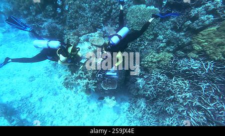 Subacquei che conducono indagini sullo stress corallino utilizzando un fluorometro PAM, Great Barrier Reef, Queensland, Australia. No MR o PR Foto Stock