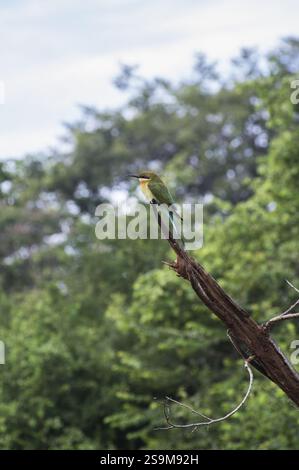Una snella e colorata ape mangia dalla coda blu dello Sri Lanka arroccata su una diramazione nel Parco Nazionale di Udalawawe, Sri Lanka. Foto Stock