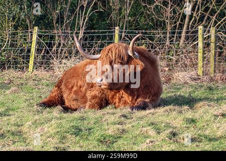 Una vacca delle Highland scozzesi che giace sull'erba in un Green Pasture Field a Edimburgo in Scozia Foto Stock