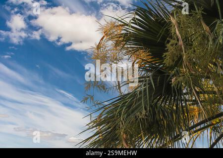 Lussureggianti palme con vivaci fronde verdi crogiolano alla luce dorata del sole di un caldo pomeriggio in Albania, creando una serena atmosfera tropicale. Foto Stock