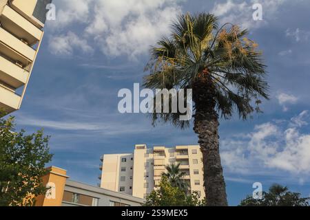 Un'alta palma raggiunge il cielo blu, circondato da moderni edifici di appartamenti in Albania. La tranquilla luce pomeridiana crea un'atmosfera serena Foto Stock