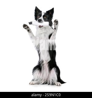 Seduto sul bordo del cane collie tenendo una bottiglia di plastica con shampoo in bocca e isolaterd su sfondo bianco Foto Stock