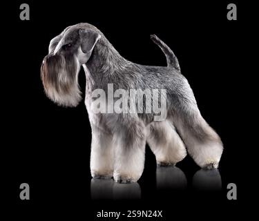 Foto in studio di uno splendido Schnauzer in miniatura con orecchie naturali e coda sganciata isolata su sfondo nero Foto Stock