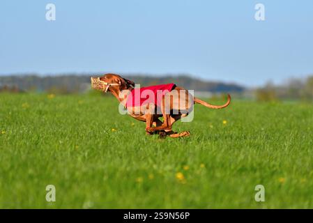 Vizsla ungherese in museruola e coperta rossa che corrono attraverso il campo durante un corso di allenamento Foto Stock