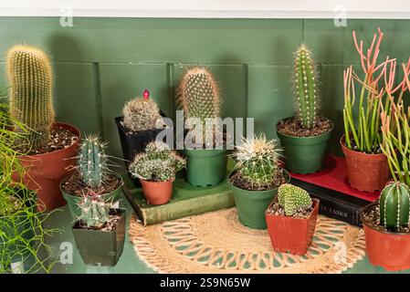 Una varietà di piccoli cactus visualizzati in vasi su sfondo verde. Foto Stock