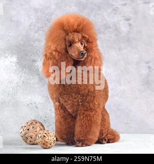 Simpatico cane a forma di barboncino seduto su sfondo grigio Foto Stock