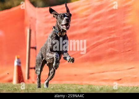 Tedesco Pointer Shorthaired Running Lure Course Sprint Dog Sport Foto Stock