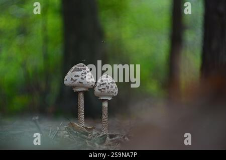I funghi Parasol (Macrolepiota procera) crescono insieme in una foresta di bellezza Foto Stock
