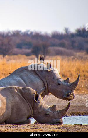 Rinoceronte bianco, Ceratotherium simum, quadrato a labbro, rinoceronte Khama esposto Rhino Santuario, Serowe, Botswana, Africa Foto Stock