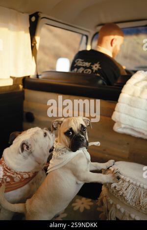 Due bulldog che indossano bandane in un furgone vintage Foto Stock