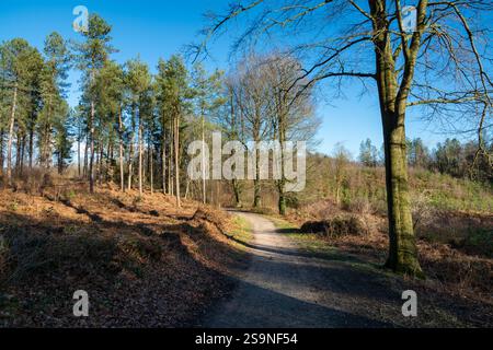 Foresta di Delamere nel Cheshire, Inghilterra nordoccidentale. Un'area di foresta, boschi e laghi molto apprezzata per una varietà di attività all'aperto. Foto Stock