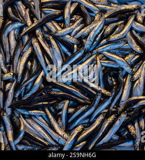 Acciughe fresche accumulate in un mercato locale, che mostrano le loro scaglie d'argento lucide e la loro consistenza naturale. Uno spettacolo vivace, perfetto per piatti di pesce e gastronomici Foto Stock