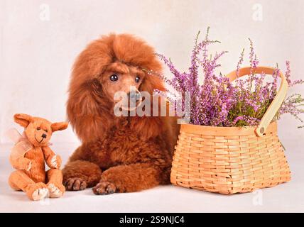 Cucciolo di sei mesi di cagnolino rosso con fiori e orsacchiotto appoggiato su uno sfondo beige Foto Stock