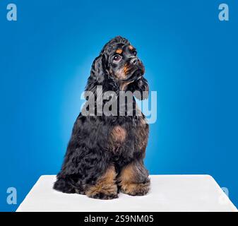 Cucciolo di tre mesi di galletto spagnolo americano seduto su uno sfondo blu Foto Stock