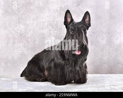 Bellissimo Scotch terrier nero su sfondo grigio Foto Stock