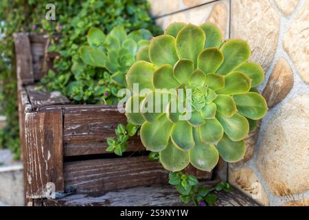 Eonium haworthii, noto anche come eonium di Haworth o ruota dentata, in una scatola di legno come decorazione per un giardino interno in una casa mediterranea. Foto Stock