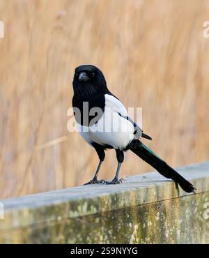 Una Magpie, (Pica pica), nota anche come Eurasian Magpie, appollaiata su un vecchio recinto Foto Stock