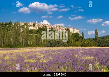 Villaggio Provenza di Sault con campi di lavanda. Estate a Vaucluse. Albion Plateau, Francia Foto Stock