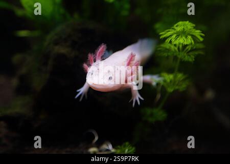 Axolotl rosa carino (Ambystoma mexicanum) Foto Stock