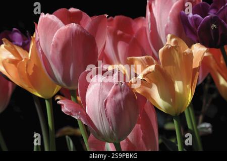 Tulipani misti colorati in rosa, arancione e viola brillano al sole, Weseke, muensterland, germania Foto Stock