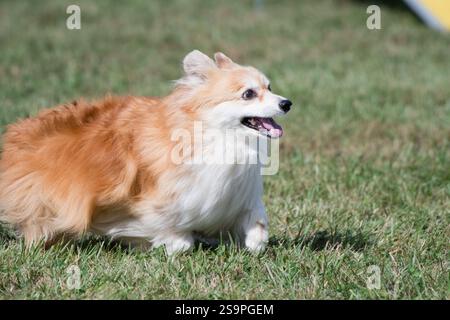 Pembroke Welsh Corgi corre sul percorso di agilità Foto Stock