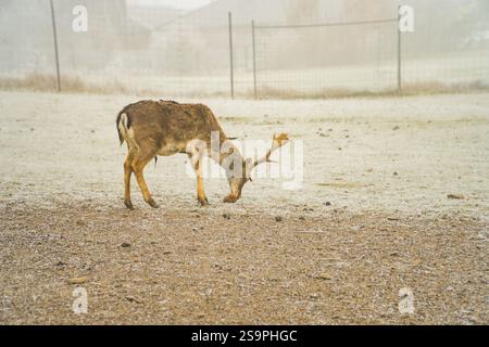 Doppia esposizione di un ritratto di un cervo rosso e di un bellissimo paesaggio forestale invernale nebbioso. Foto di alta qualità Foto Stock