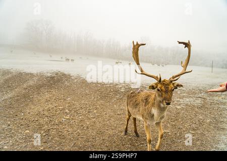 Doppia esposizione di un ritratto di un cervo rosso e di un bellissimo paesaggio forestale invernale nebbioso. Foto di alta qualità Foto Stock