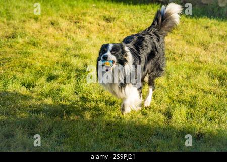 Collie a bordo bianco e nero che corre su un prato verde con una palla in bocca. La vita con un cane. animali domestici e cura. Foto di alta qualità Foto Stock