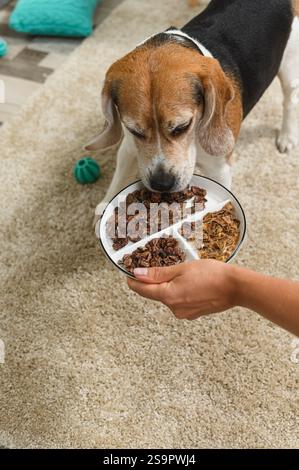 Un cane beagle curiosamente annusa un piatto pieno di vari dolcetti, tenuto da una mano umana. La scena è ambientata all'interno su un tappeto morbido, che mostra un cari Foto Stock