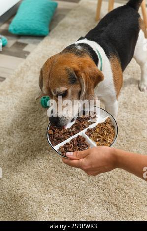 Un cane beagle curiosamente annusa un piatto pieno di vari dolcetti, tenuto da una mano umana. La scena è ambientata all'interno su un tappeto morbido, che mostra un cari Foto Stock