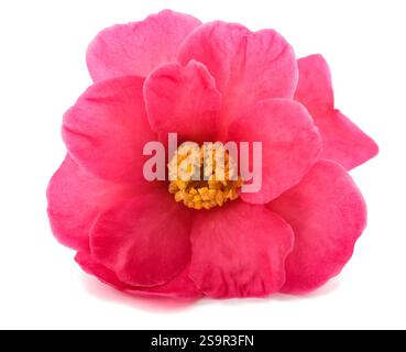 Fiore di camelia rosa isolato su bianco Foto Stock