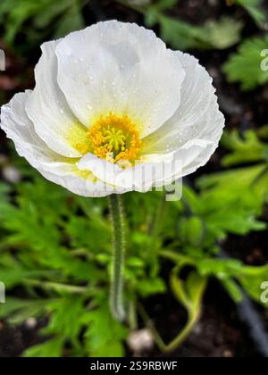 Papavero coltivato Foto Stock