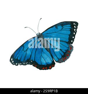 Farfalla Morpho di colore blu brillante, con puntini bianchi e rossi sulle ali, dipinta a mano in acquerello. Illustrazione acquerello. Adatto per schede, Foto Stock