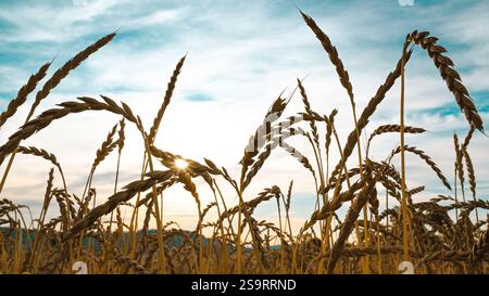 Orecchie mature dorate di grano di farro per la raccolta in agricoltura. Primo piano. Foto Stock