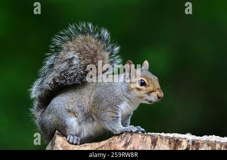 Scoiattolo grigio per adulti in primavera. Dorset, Regno Unito Foto Stock