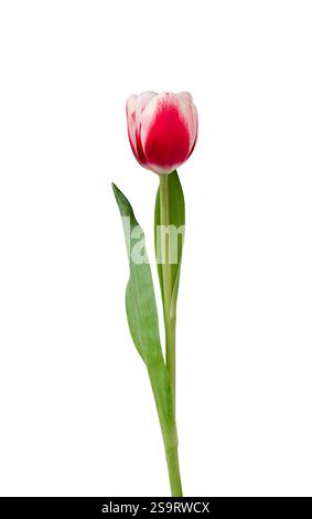 Fessura isolata con fiore di tulipani rosa rosso a stelo singolo su bianco Foto Stock