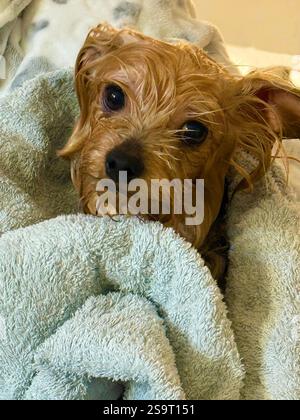 Lo Yorkshire terrier dog viene essiccato dopo un bagno Foto Stock