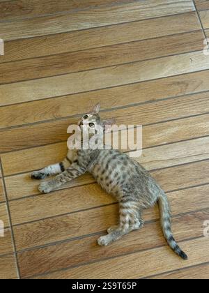 Questa commovente immagine presenta un giovane gattino di tabby che si trova comodamente su un pavimento di legno. Il motivo a righe della pelliccia si fonde armoniosamente con la calda h Foto Stock