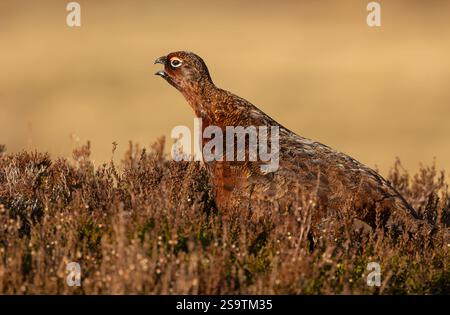 Red Grouse, nome scientifico Lagopus Lagopus. Maschio Red Grouse in inverno, rivolto a sinistra e chiamato con becco aperto e piumaggio marrone mimetizzato nel Foto Stock